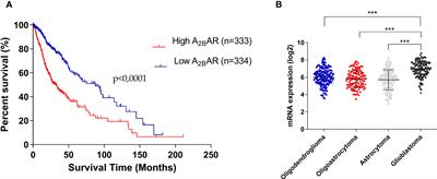 The low affinity A2B adenosine receptor enhances migratory and invasive capacity in vitro and angiogenesis in vivo of glioblastoma stem-like cells